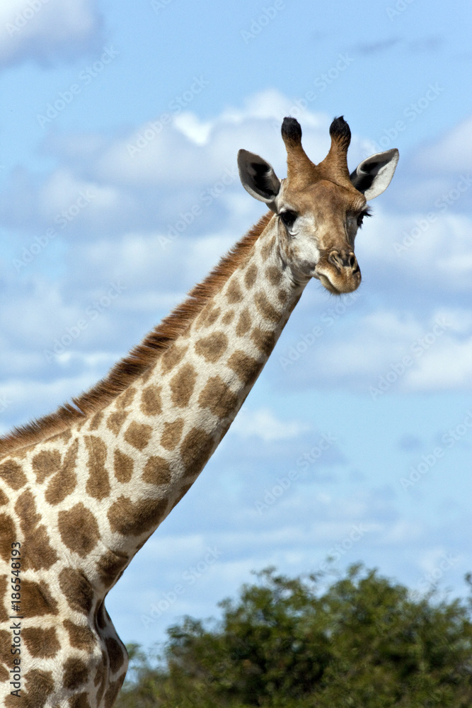 Plakat Giraffe (Giraffa camelopardalis) - Botswana