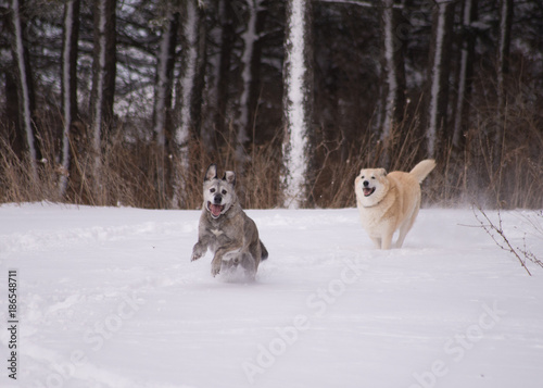 Dogs Being Dogs © Patrick Danforth