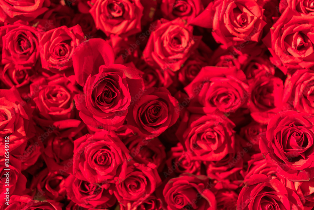 Beautiful natural red roses pattern background Beautiful natural red roses pattern background