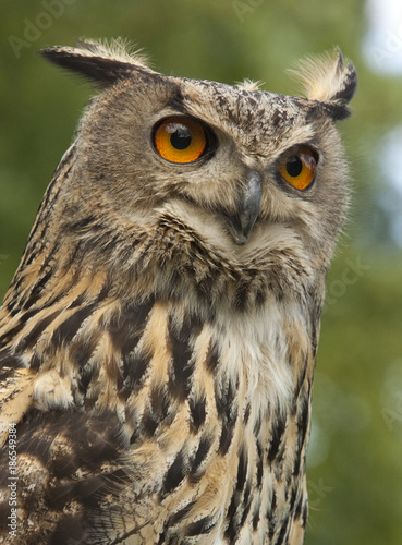 European Eagle Owl - Scottish Highlands