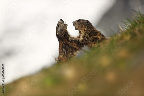 Marmota marmota. Photographed in Austria. Free nature. Mountains. The wild nature of Europe. Beautiful photo of animal life.