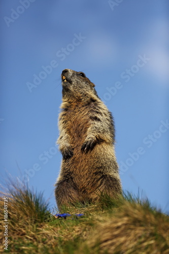 Marmota marmota. Photographed in Austria. Free nature. Mountains. The wild nature of Europe. Beautiful photo of animal life. photo
