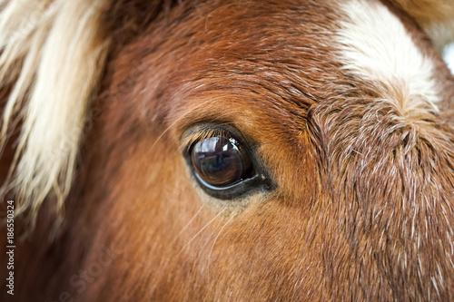 shetland pony close-up of an eye