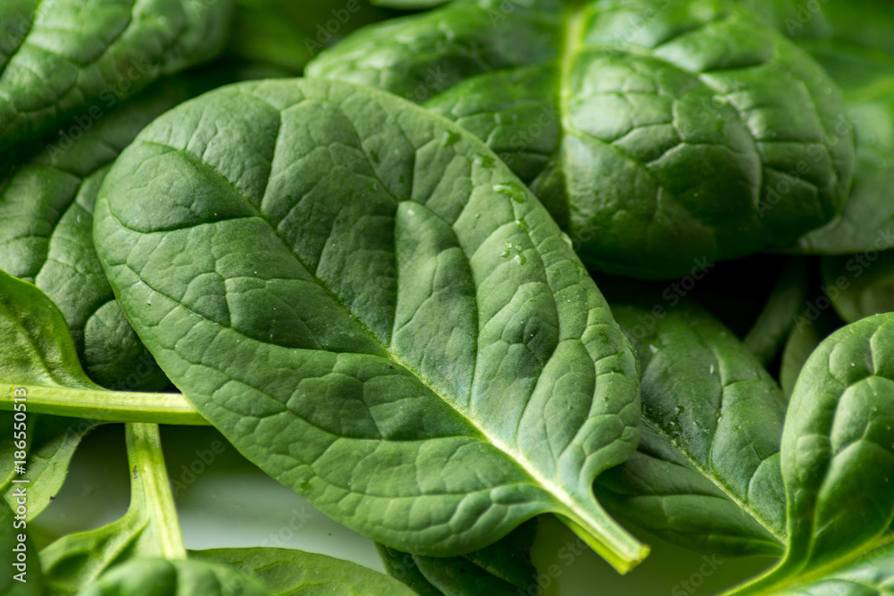 spinach on white background spinach on white background