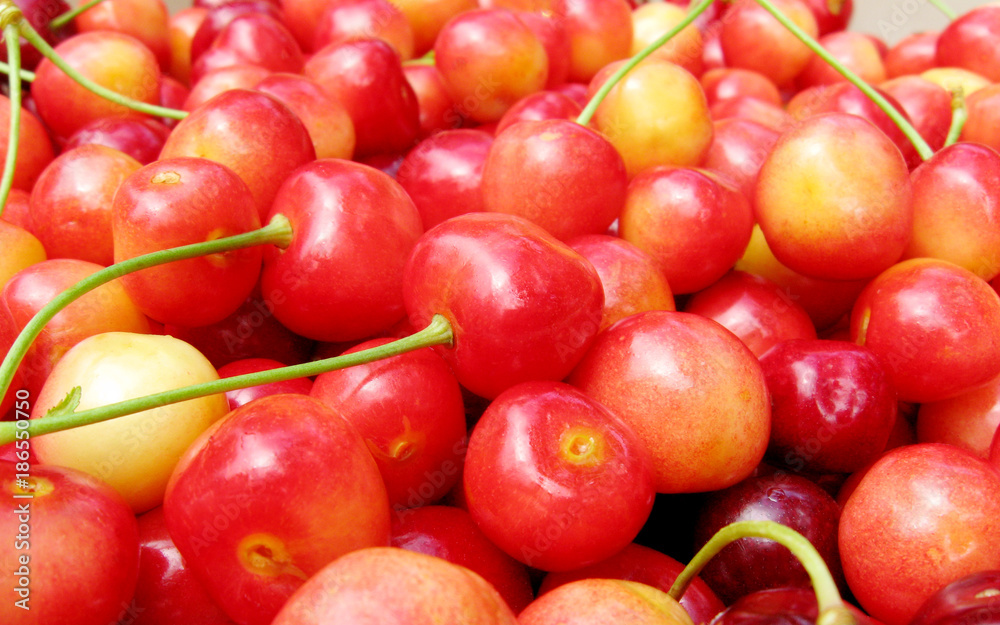 Many ripe sweet cherry in garden with tails Many ripe sweet cherry in garden with tails