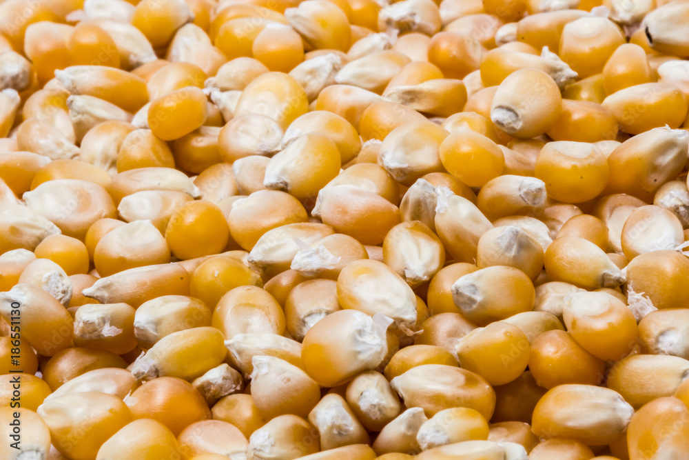 Close up of unpopped popcorn kernel