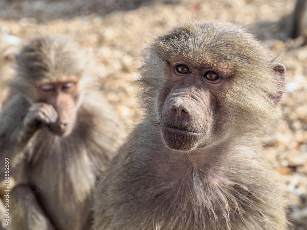 Baboons in Saudi Arabia 