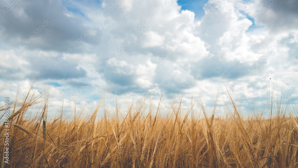 Obraz premium Wheat field cloudy sky landscape
