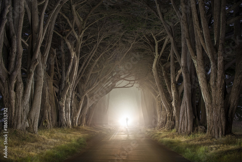 Silhouette man walking on tree lined road in forest