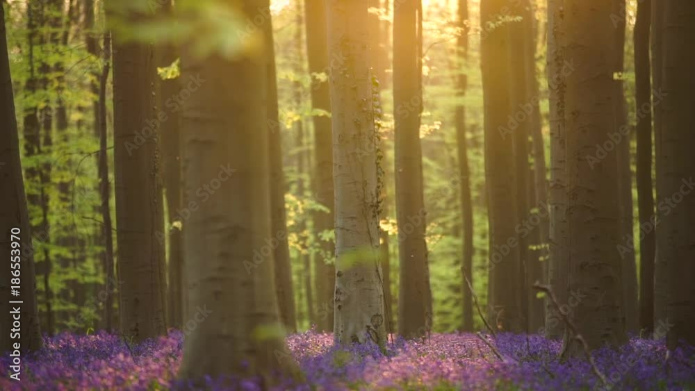 Blue flowering in warm sunrise light with dolly