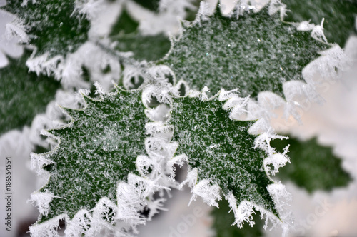 Fotografie Winterwonderland, gefrorene Blätter im Winter