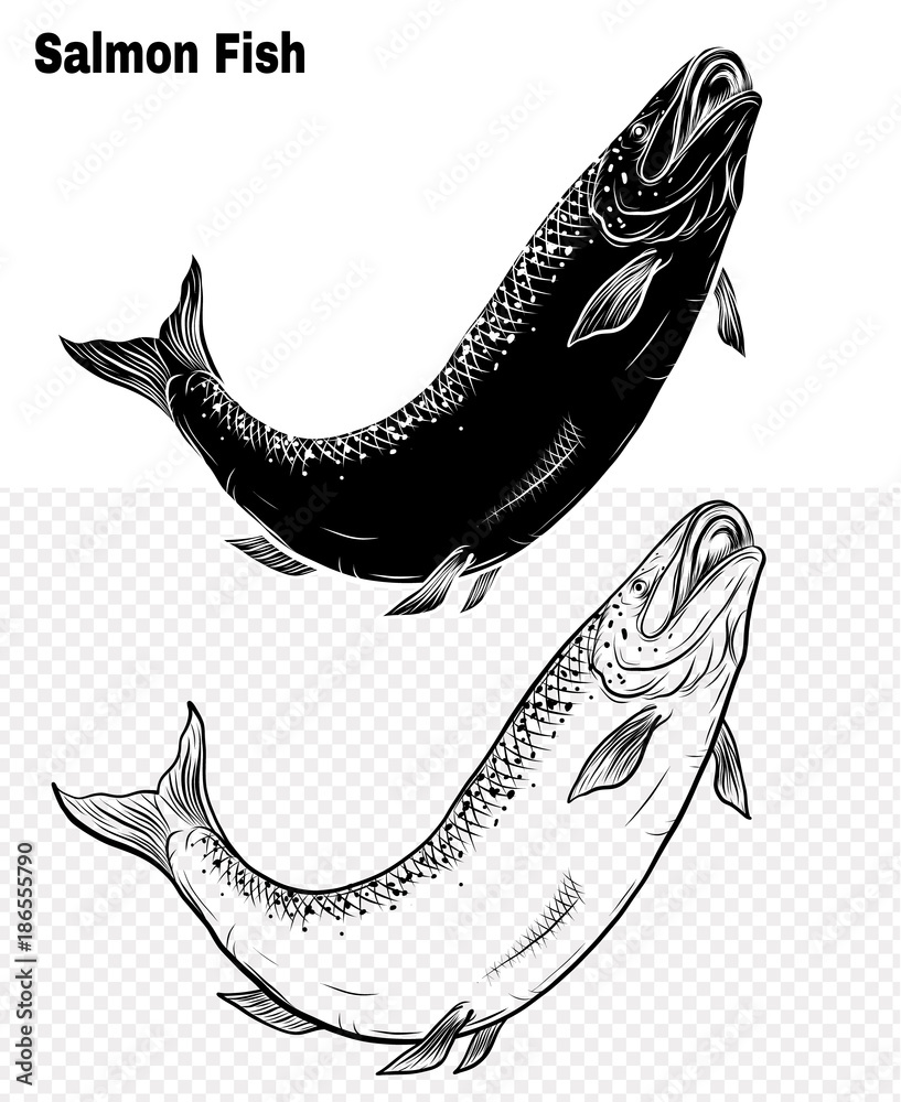 Salmon art highly detailed in line art style.Fish vector by hand drawing.Fish tattoo on white background.Black and white fish vector on white background.Salmon fish sketch for coloring book. Salmon art highly detailed in line art style.Fish vector by hand drawing.Fish tattoo on white background.Black and white fish vector on white background.Salmon fish sketch for coloring book.