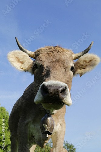 Kuh mit Hörnern auf der Alm © Heidi Sanz
