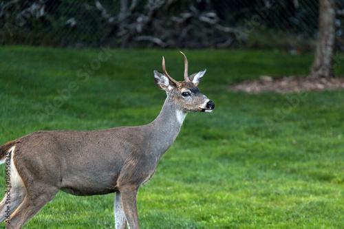 Young Deer Buck at Point Defiance Park in WA State USA America © jpldesigns