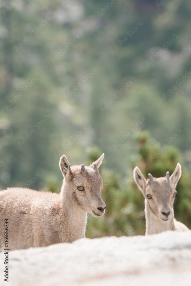 Portrait de bébés bouquetins