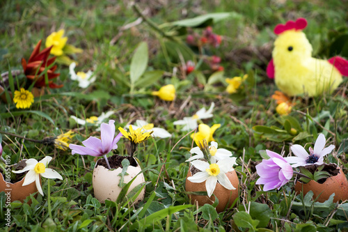 Fototapeta Naklejka Na Ścianę i Meble -  Erste Frühlingsblumen kündigen das Frühjahr an, 