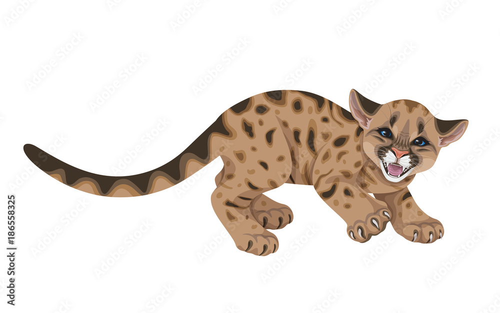 Fototapeta premium Angry Cougar Cub Isolated