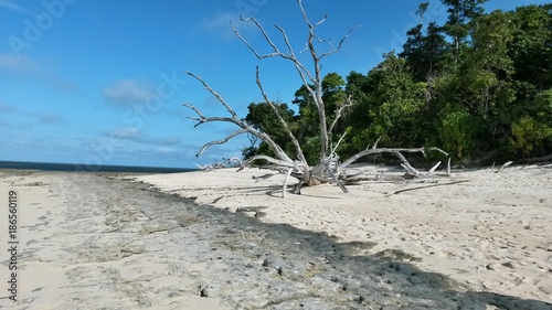 Wurzel am Strand