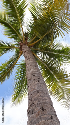 Palme