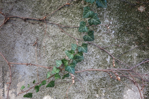 Εκτύπωση καμβά Leaved and empty ivy twigs on old grey wall