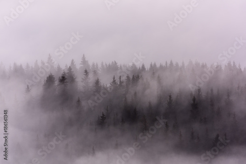 Foggy Landscape. Misty morning view in wet mountain area.