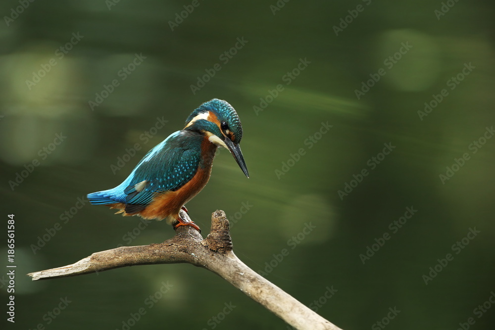 Alcedo atthis. It occurs throughout Europe. Looking for slow-flowing rivers. And clean water. The wild nature of Europe. Free nature. Photographed in the Czech Republic. Beautiful nature photos. A rar Alcedo atthis. It occurs throughout Europe. Looking for slow-flowing rivers. And clean water. The wild nature of Europe. Free nature. Photographed in the Czech Republic. Beautiful nature photos. A rar