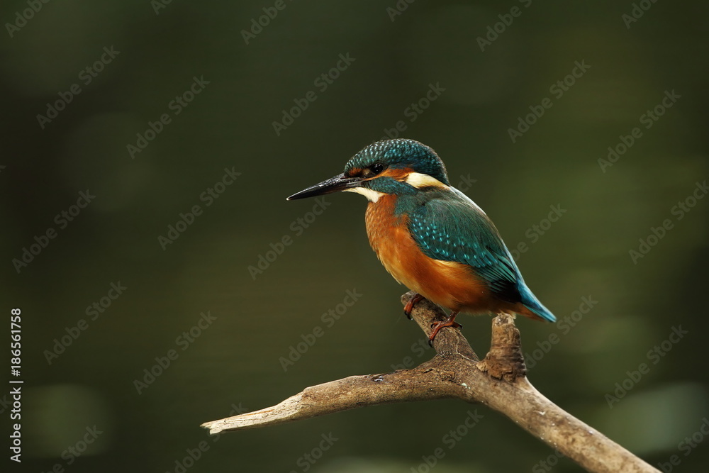 Alcedo atthis. It occurs throughout Europe. Looking for slow-flowing rivers. And clean water. The wild nature of Europe. Free nature. Photographed in the Czech Republic. Beautiful nature photos. A rar Alcedo atthis. It occurs throughout Europe. Looking for slow-flowing rivers. And clean water. The wild nature of Europe. Free nature. Photographed in the Czech Republic. Beautiful nature photos. A rar