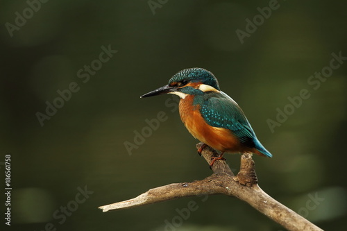 Alcedo atthis. It occurs throughout Europe. Looking for slow-flowing rivers. And clean water. The wild nature of Europe. Free nature. Photographed in the Czech Republic. Beautiful nature photos. A rar © Michal