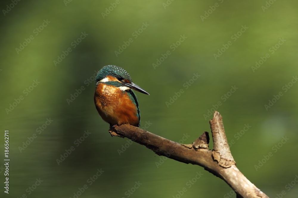 Alcedo atthis. It occurs throughout Europe. Looking for slow-flowing rivers. And clean water. The wild nature of Europe. Free nature. Photographed in the Czech Republic. Beautiful nature photos. A rar Alcedo atthis. It occurs throughout Europe. Looking for slow-flowing rivers. And clean water. The wild nature of Europe. Free nature. Photographed in the Czech Republic. Beautiful nature photos. A rar