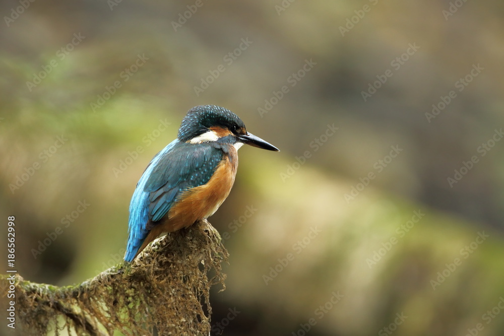 Alcedo atthis. It occurs throughout Europe. Looking for slow-flowing rivers. And clean water. The wild nature of Europe. Free nature. Photographed in the Czech Republic. Beautiful nature photos. A rar Alcedo atthis. It occurs throughout Europe. Looking for slow-flowing rivers. And clean water. The wild nature of Europe. Free nature. Photographed in the Czech Republic. Beautiful nature photos. A rar