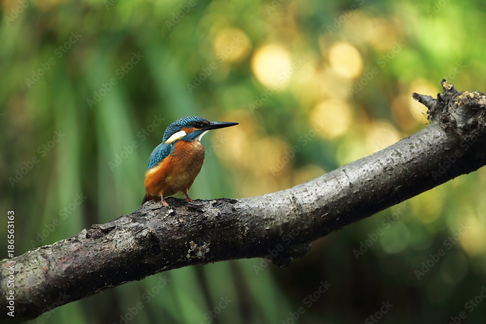 Alcedo atthis. It occurs throughout Europe. Looking for slow-flowing rivers. And clean water. The wild nature of Europe. Free nature. Photographed in the Czech Republic. Beautiful nature photos. A rar Alcedo atthis. It occurs throughout Europe. Looking for slow-flowing rivers. And clean water. The wild nature of Europe. Free nature. Photographed in the Czech Republic. Beautiful nature photos. A rar