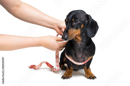 Dachshund, black and brown, with measuring tape, isolated on white background