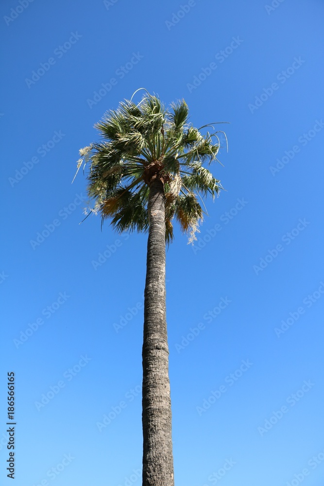 Fototapeta premium Holidays under a palm in Queensland, Australia 
