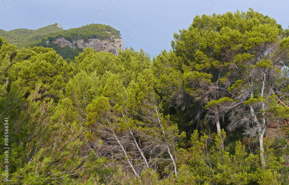 Coastal pine trees in Mallorca