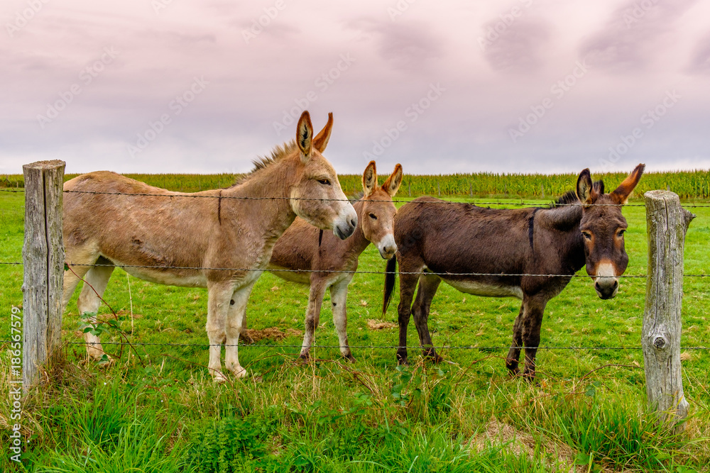 Three donkeys in a field behind a barbed wire fence in the Orne countryside, Normandy France Three donkeys in a field behind a barbed wire fence in the Orne countryside, Normandy France