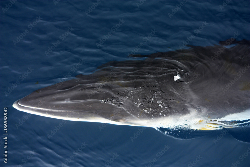 Naklejka premium Minke Whale Antarktyda