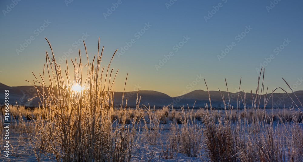 Winter sunrise with frosted grass Winter sunrise with frosted grass