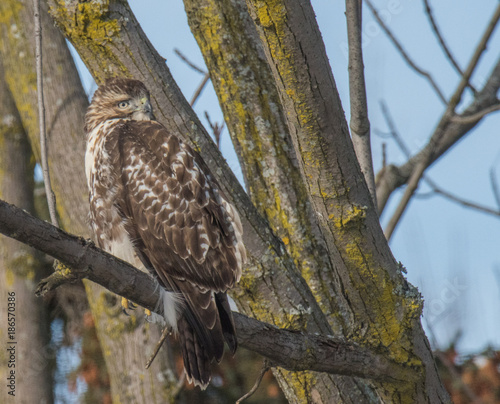 Red-Tailed Hawk on Branch