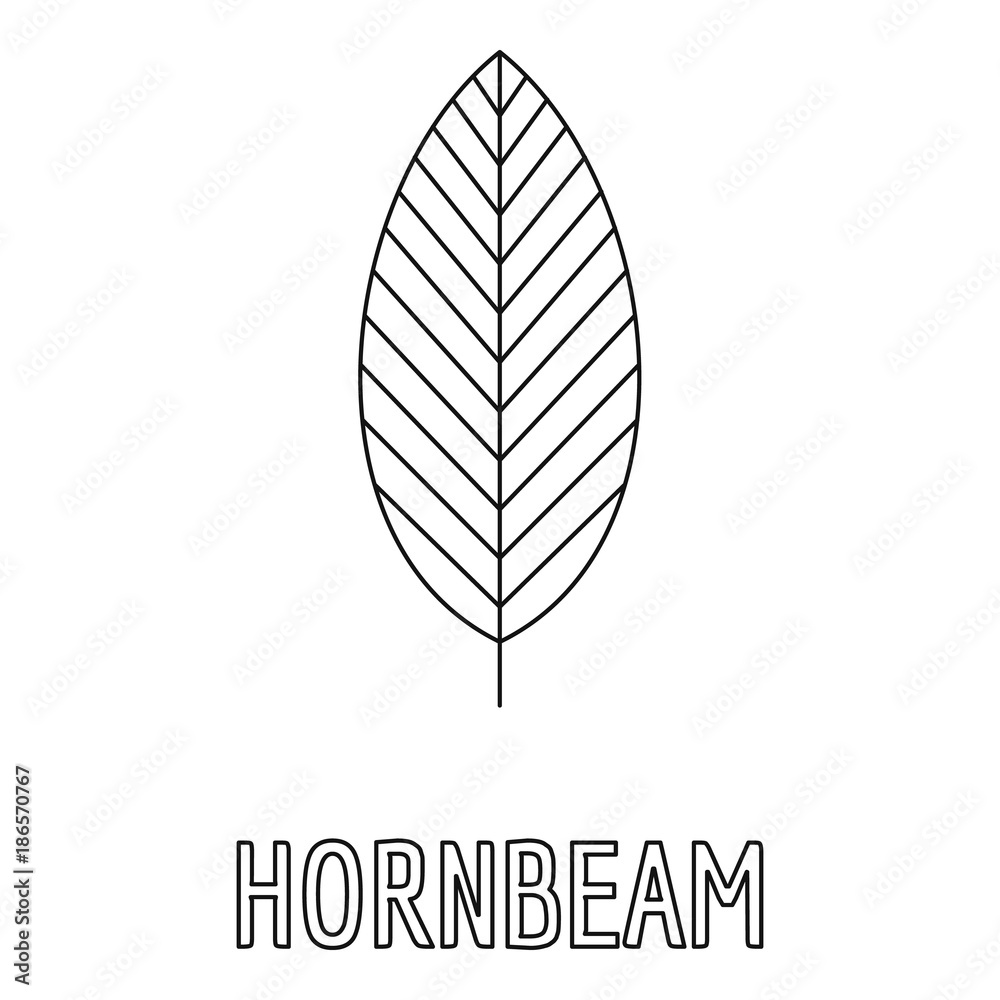 Hornbeam leaf icon. Outline illustration of hornbeam leaf vector icon for web Hornbeam leaf icon. Outline illustration of hornbeam leaf vector icon for web
