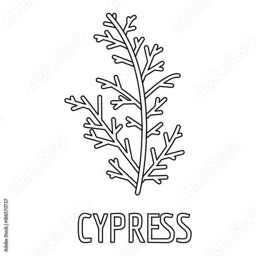 Cypress leaf icon. Outline illustration of cypress leaf vector icon for web