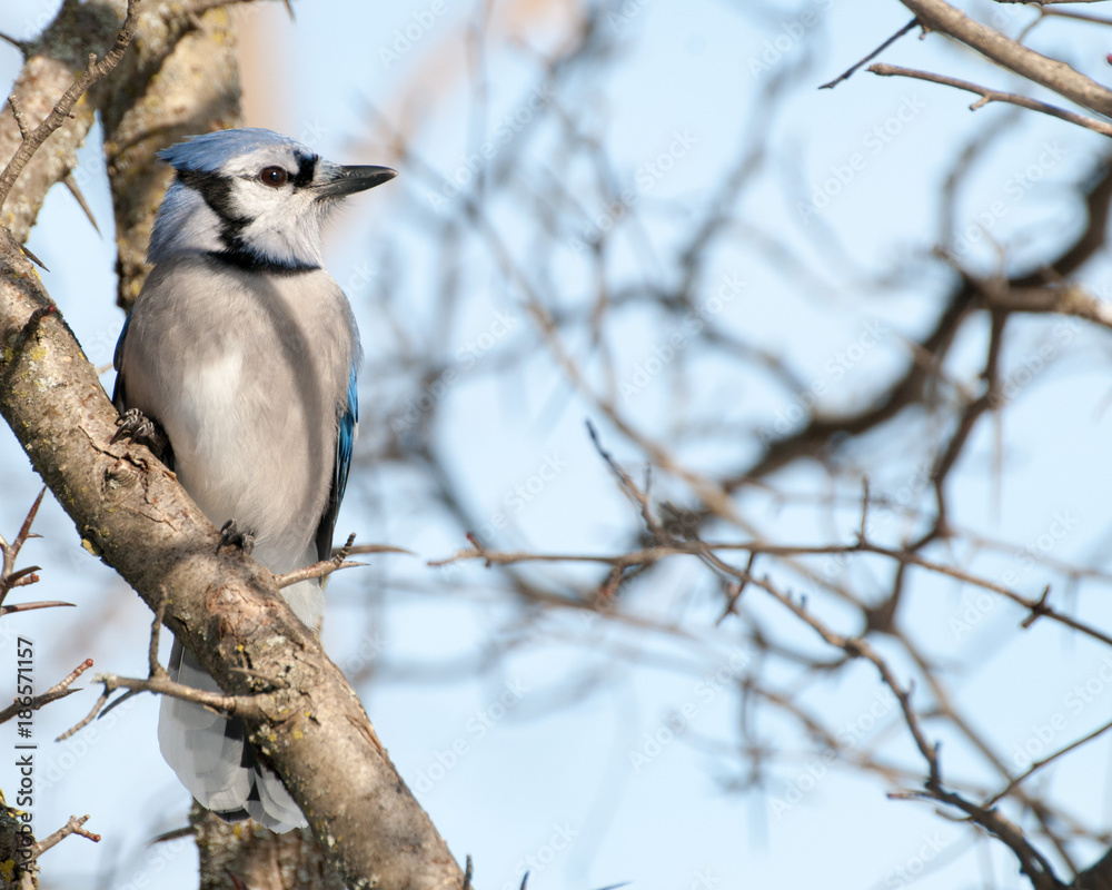 Blue Jay Perched Blue Jay Perched
