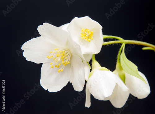 A branch of the Jasmine flower. Isolated white Jasmine flower.