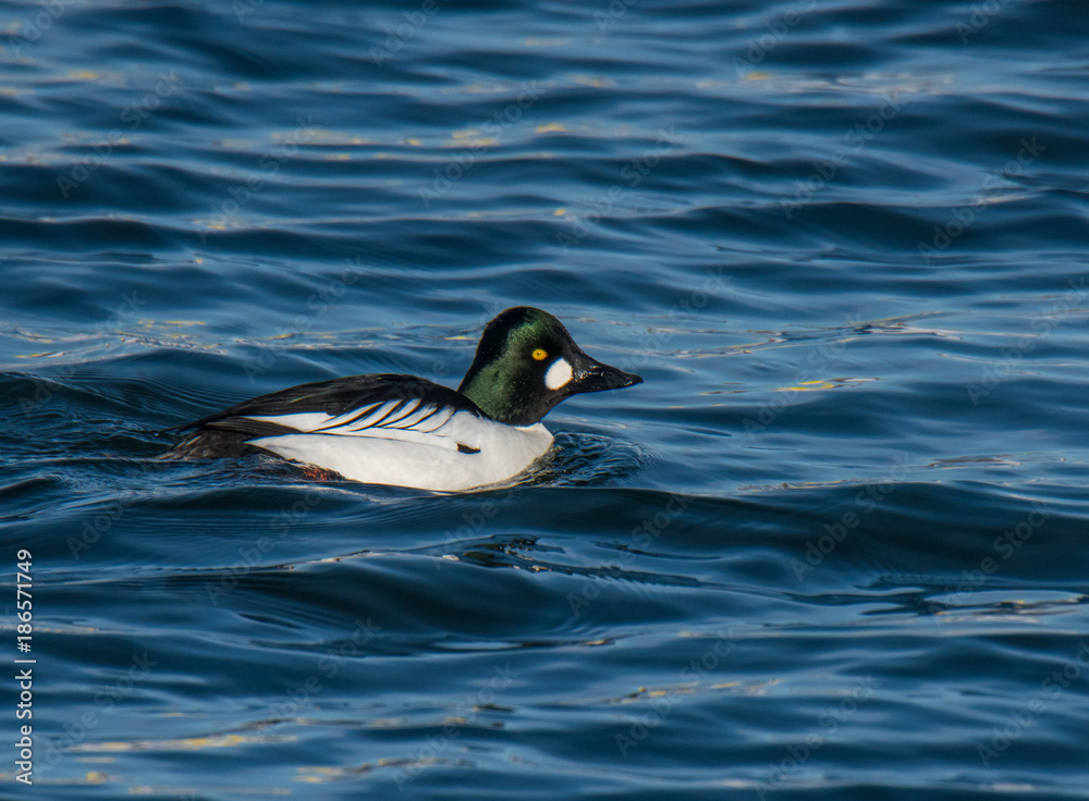 Fototapeta premium Duck Swimming in Lake