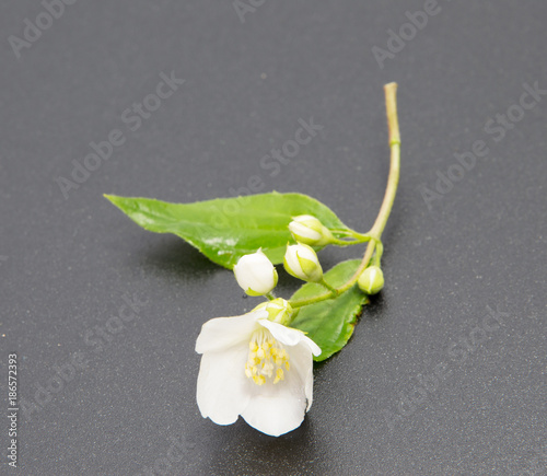 A branch of the Jasmine flower. Isolated white Jasmine flower.