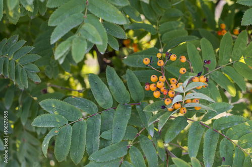 Sea-buckthorn tree with berries