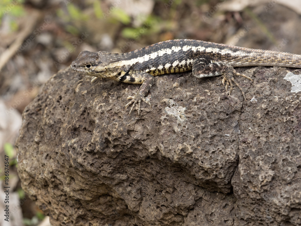 San Cristobal Lava Lizard, Microlophus bivittatus, is heated on stone, San Cristobal, Galapagos, Ecuador San Cristobal Lava Lizard, Microlophus bivittatus, is heated on stone, San Cristobal, Galapagos, Ecuador