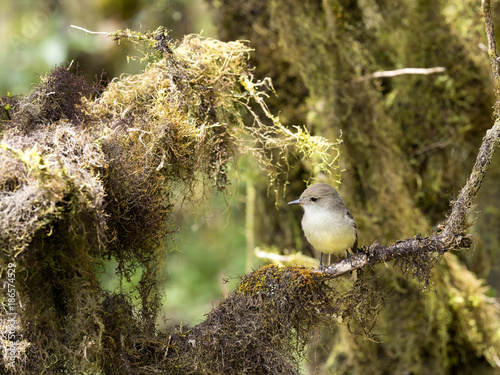 Blackpoll Warbler, Dendroica striata, on a tree in a mountain forest, San Christobal, Glapagos, Ecuador