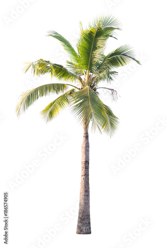 coconut tree isolated on white background