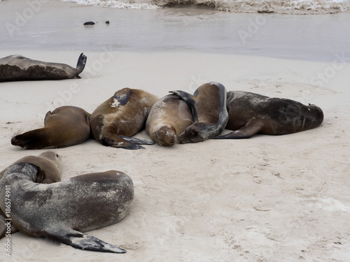Sea Lion Group, Zalophus californianus wollebaeki, on the beach,  San Cristobal, Galapagos, Ecuador