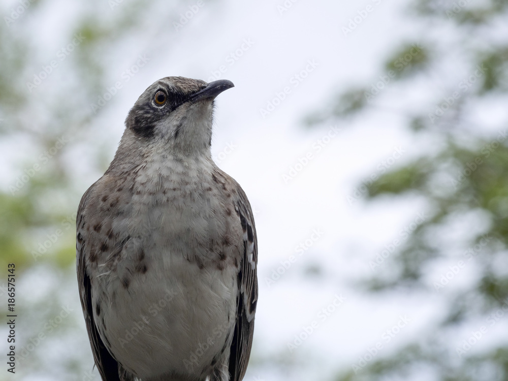 Mockingbird, Nesomimus melanotis, San Cristobal, Galapagos, Ecuador Mockingbird, Nesomimus melanotis, San Cristobal, Galapagos, Ecuador